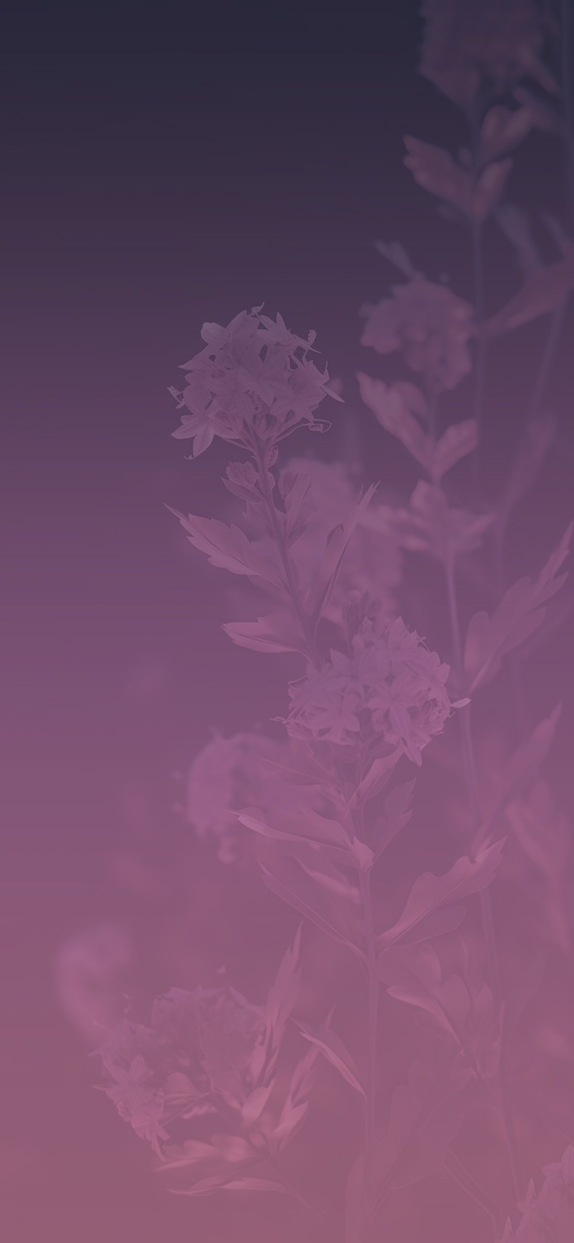 1183x2560 Purple Flowers Dark Wallpapers - Wallpapers Clan Wallpaper