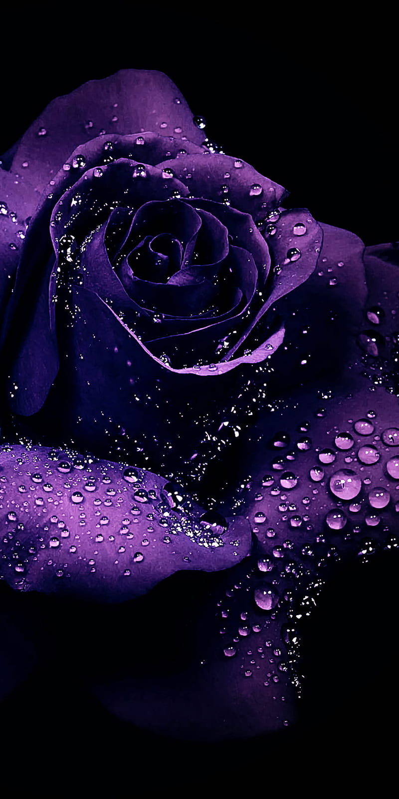 800x1600 Purple rose, black, flower, HD phone wallpaper | Peakpx Wallpaper