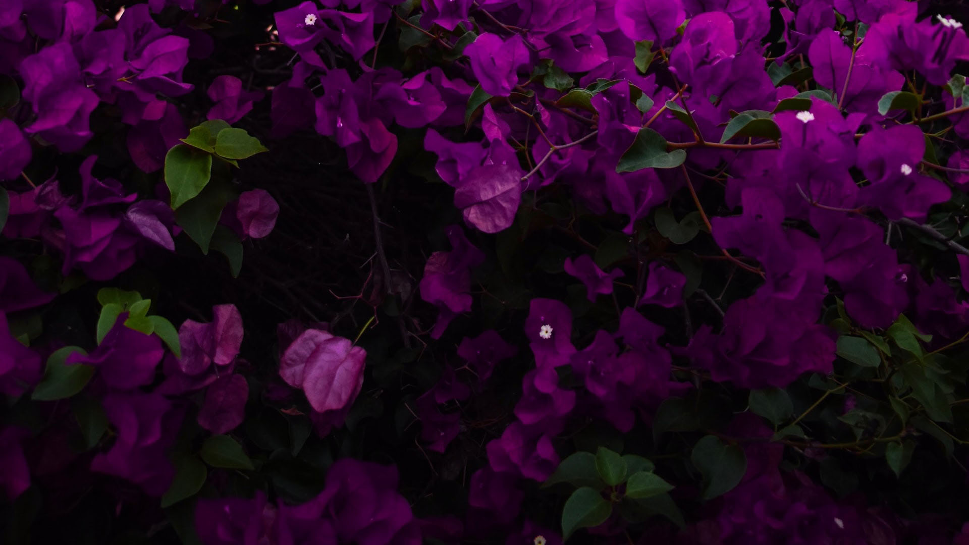 1920x1080 Dark Purple Flowers Green Leaves HD Purple Aesthetic Wallpapers | HD  Wallpapers | ID #87144 Wallpaper