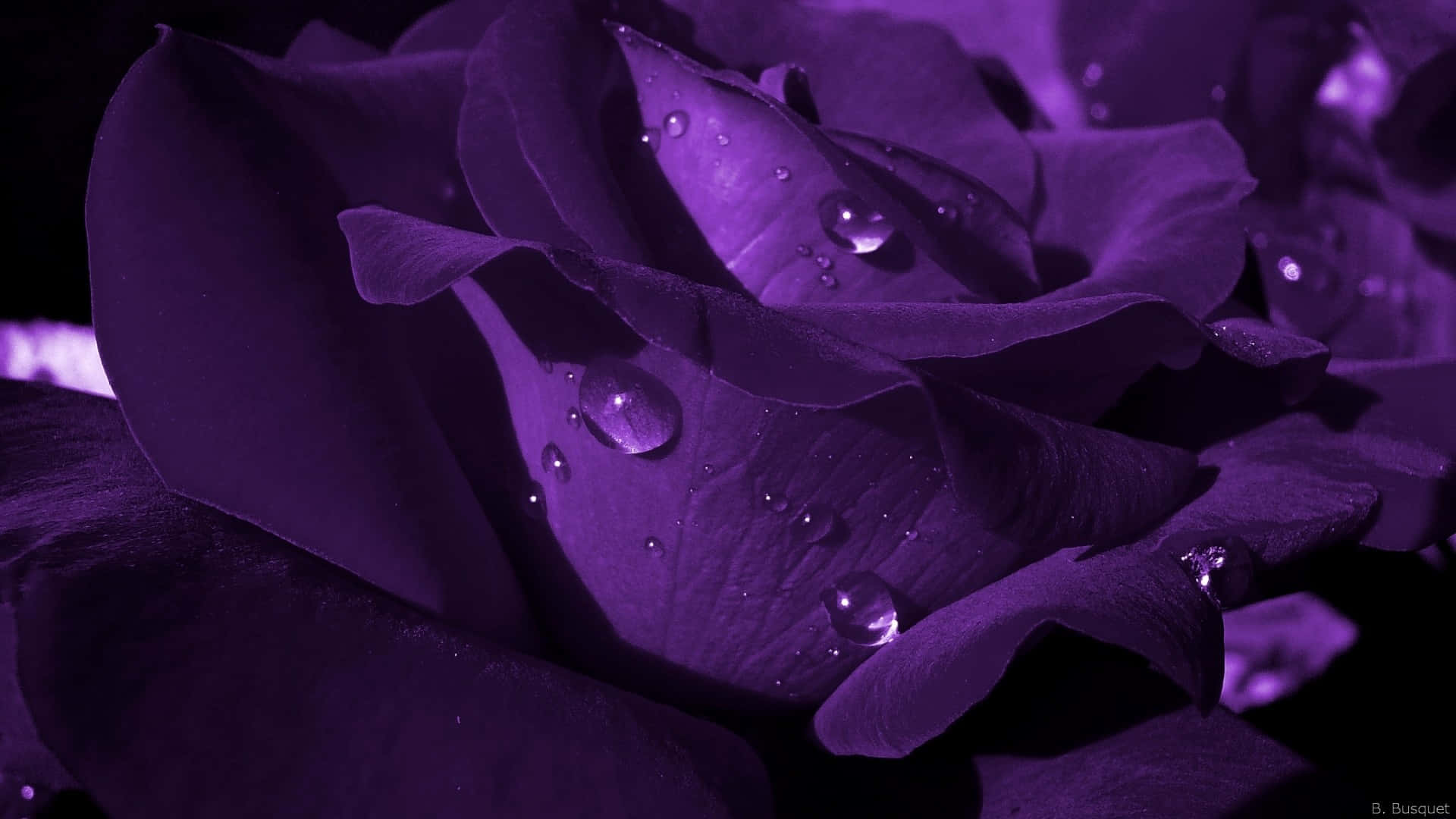 1920x1080 100+] Purple Flower Desktop Backgrounds | Wallpapers.com Wallpaper