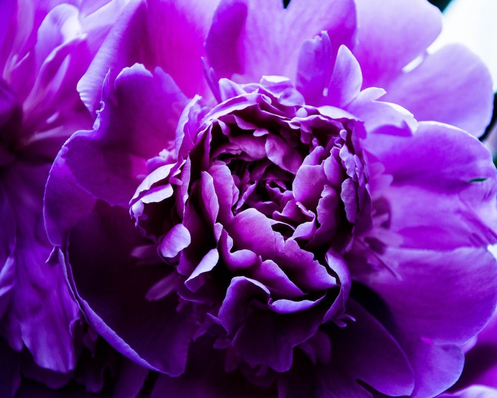 1000x800 750+ Purple Flower Pictures | Download Free Images on Unsplash Wallpaper