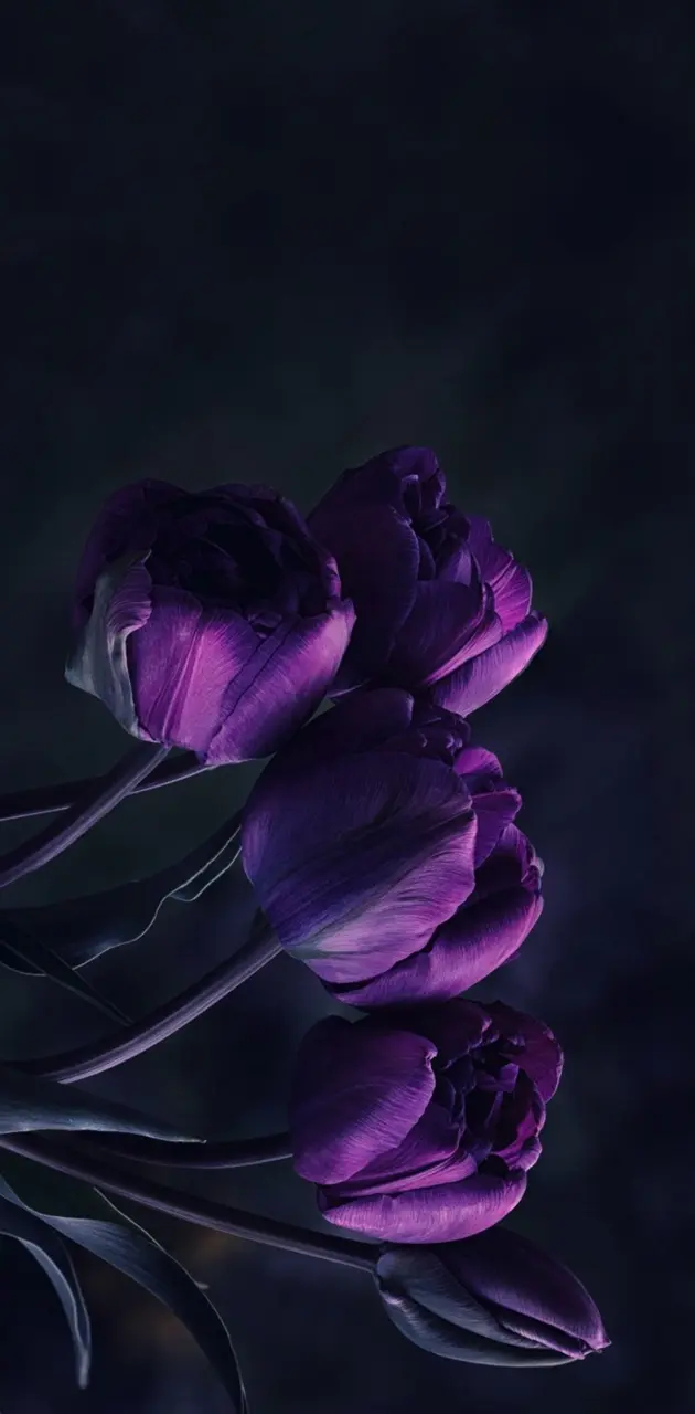 630x1280 Tulips wallpaper by georgekev - Download on ZEDGE™ | 8bce Wallpaper