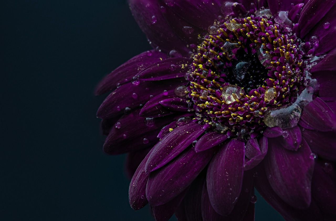 1280x842 Gerbera Drops Wet - Free photo on Pixabay - Pixabay Wallpaper