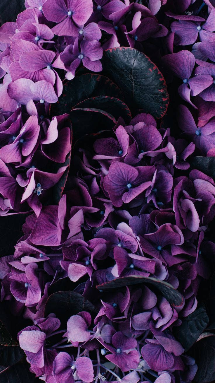 736x1308 Download Dark Aesthetic Purple Flower Wallpaper | Wallpapers.com Wallpaper