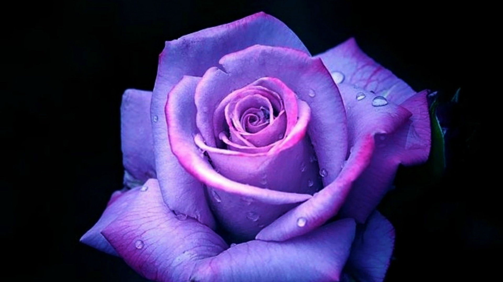 1920x1080 Dark Purple Rose Flower Petals Dark Background HD Flowers Wallpapers | HD  Wallpapers | ID #115305 Wallpaper