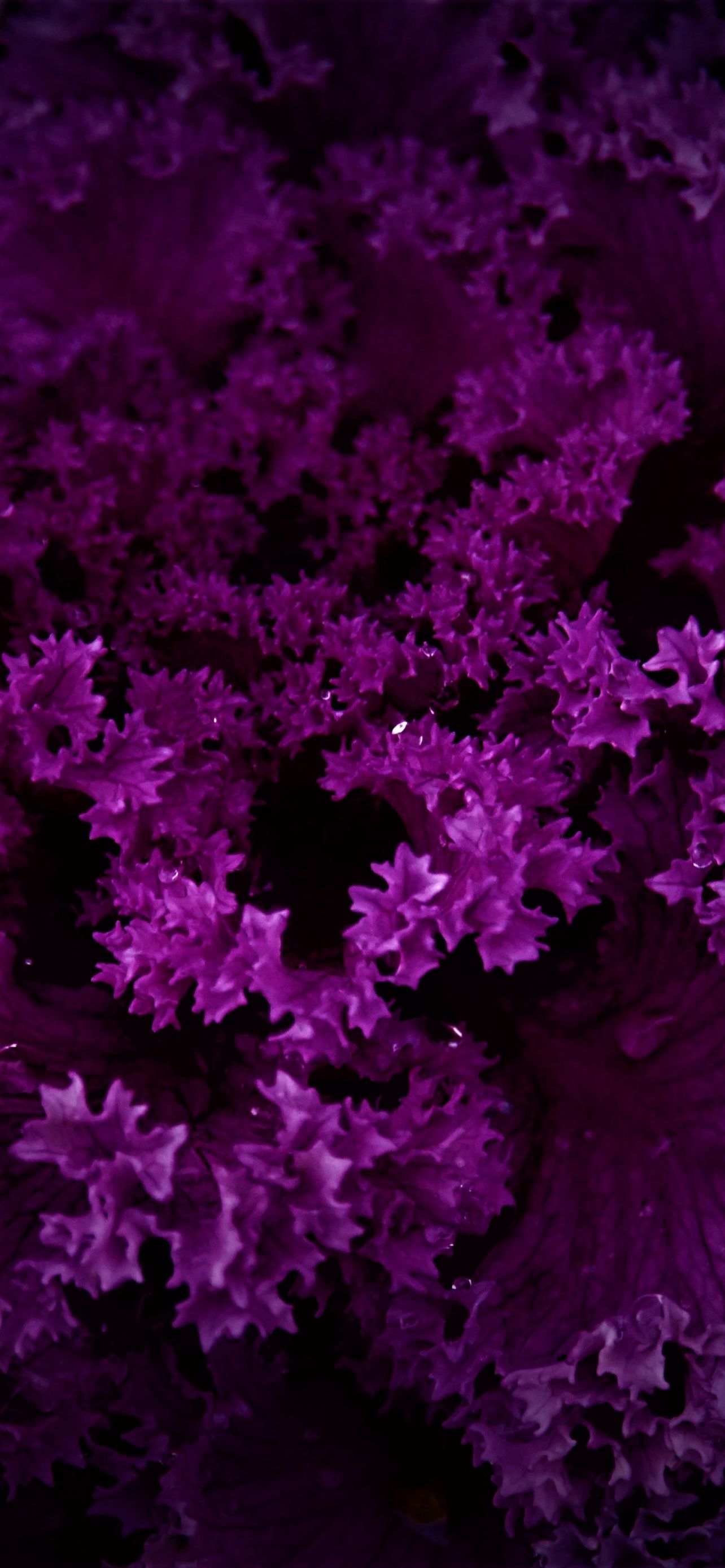 1284x2778 Purple Plant Wallpaper 4K, Dark background, Pattern Wallpaper