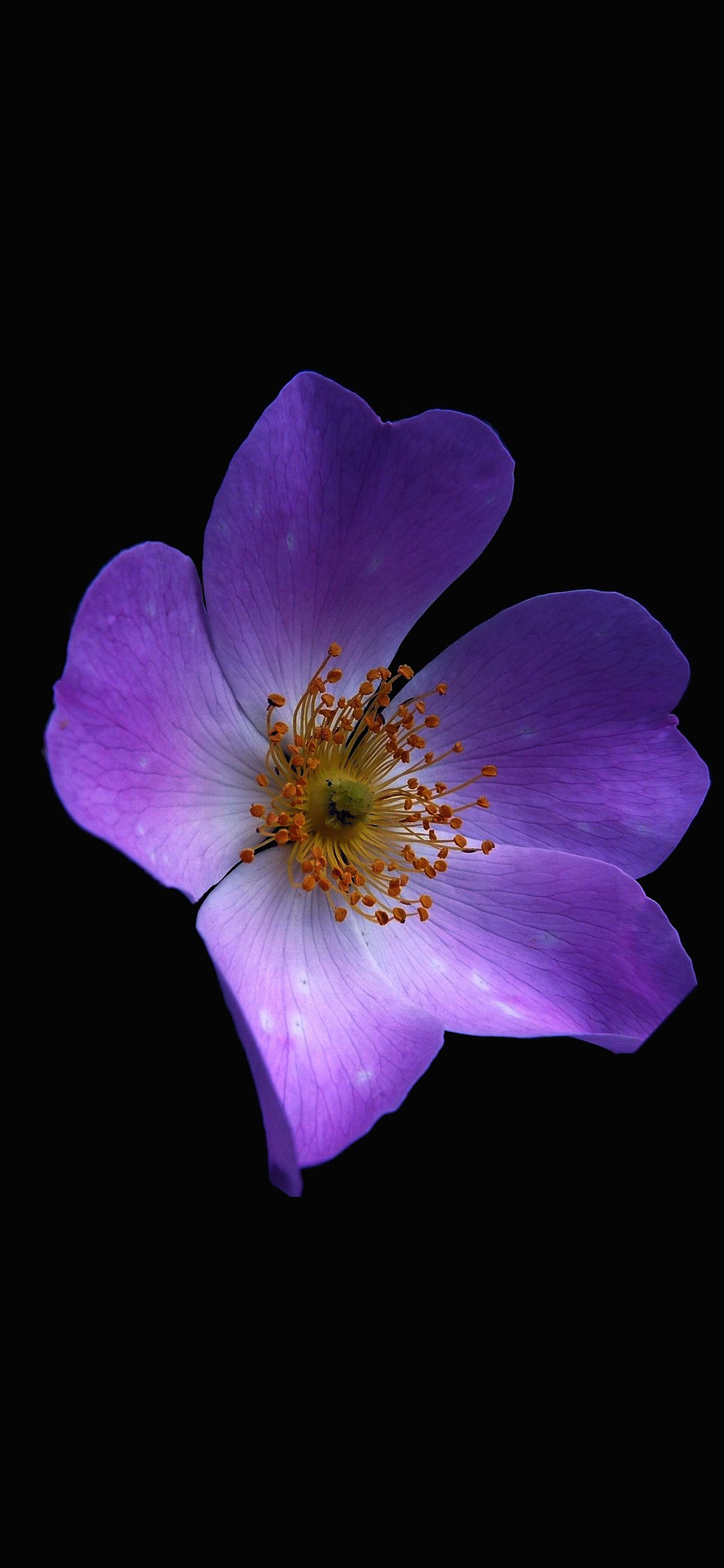 1125x2436 iPhoneXpapers.com | iPhone X wallpaper | nr38-macro-flower-dark-purple -nature Wallpaper