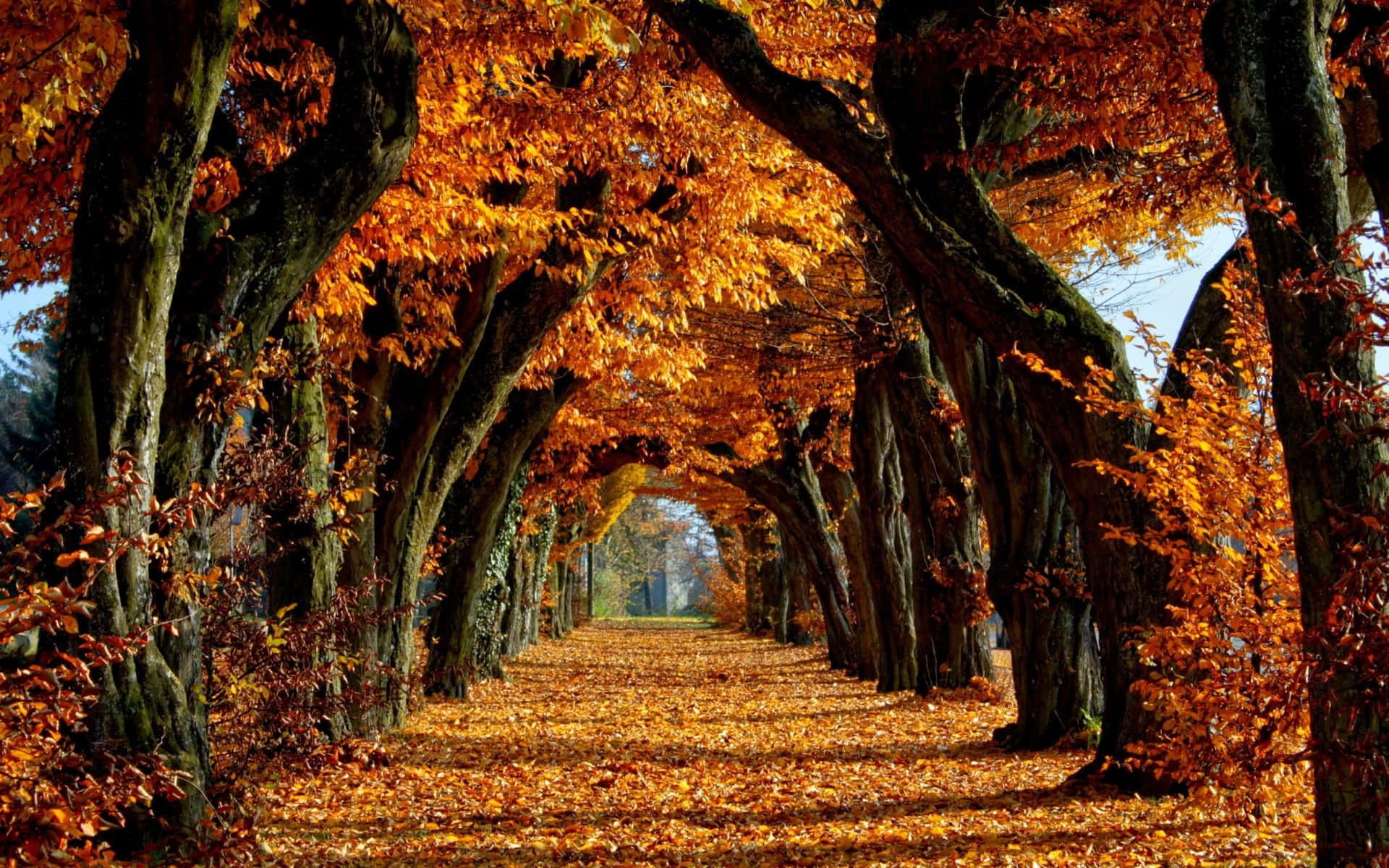 1920x1200 Download Scenic Trees Pathway Fall Laptop Wallpaper | Wallpapers.com Wallpaper