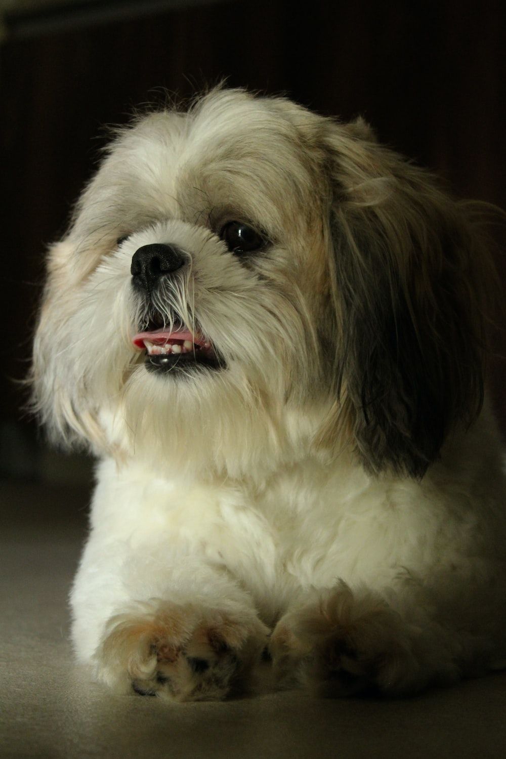 Shih Tzu Wallpapers - 4k, HD Shih Tzu Backgrounds on WallpaperBat