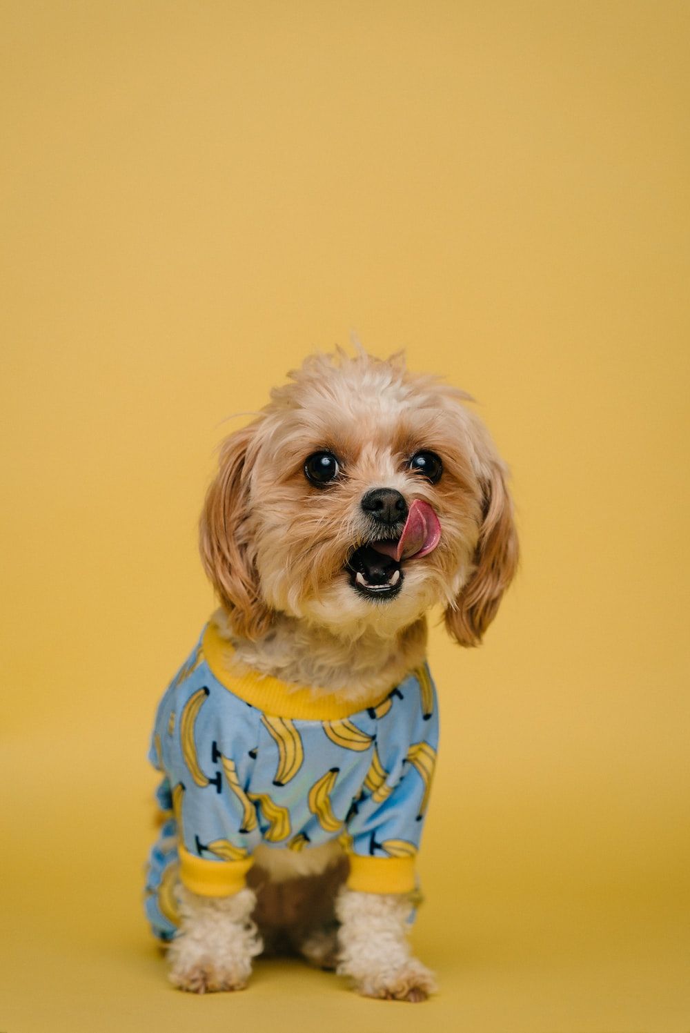 Shih Tzu Wallpapers - 4k, HD Shih Tzu Backgrounds on WallpaperBat