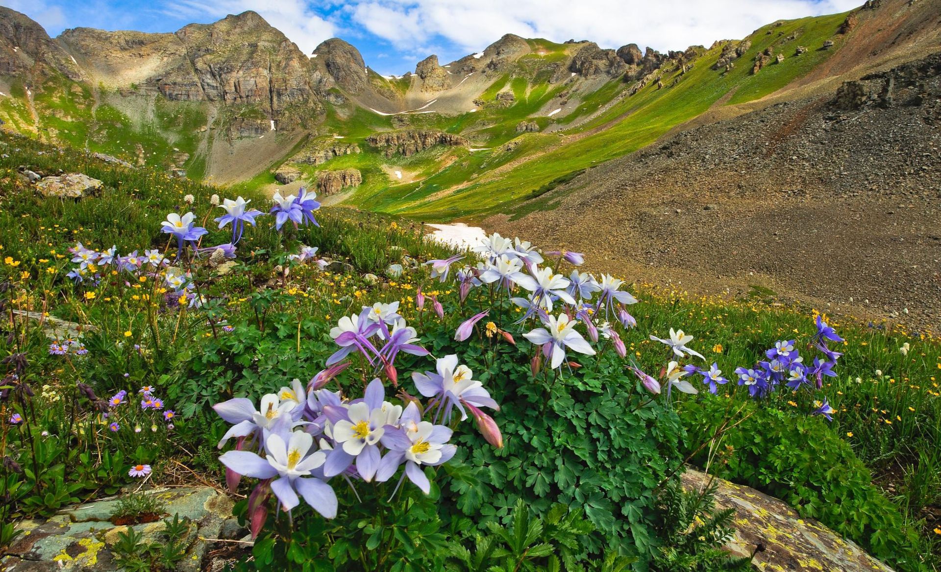 Colorado Rocky Mountain Flowers Wallpapers - 4k, HD Colorado Rocky ...