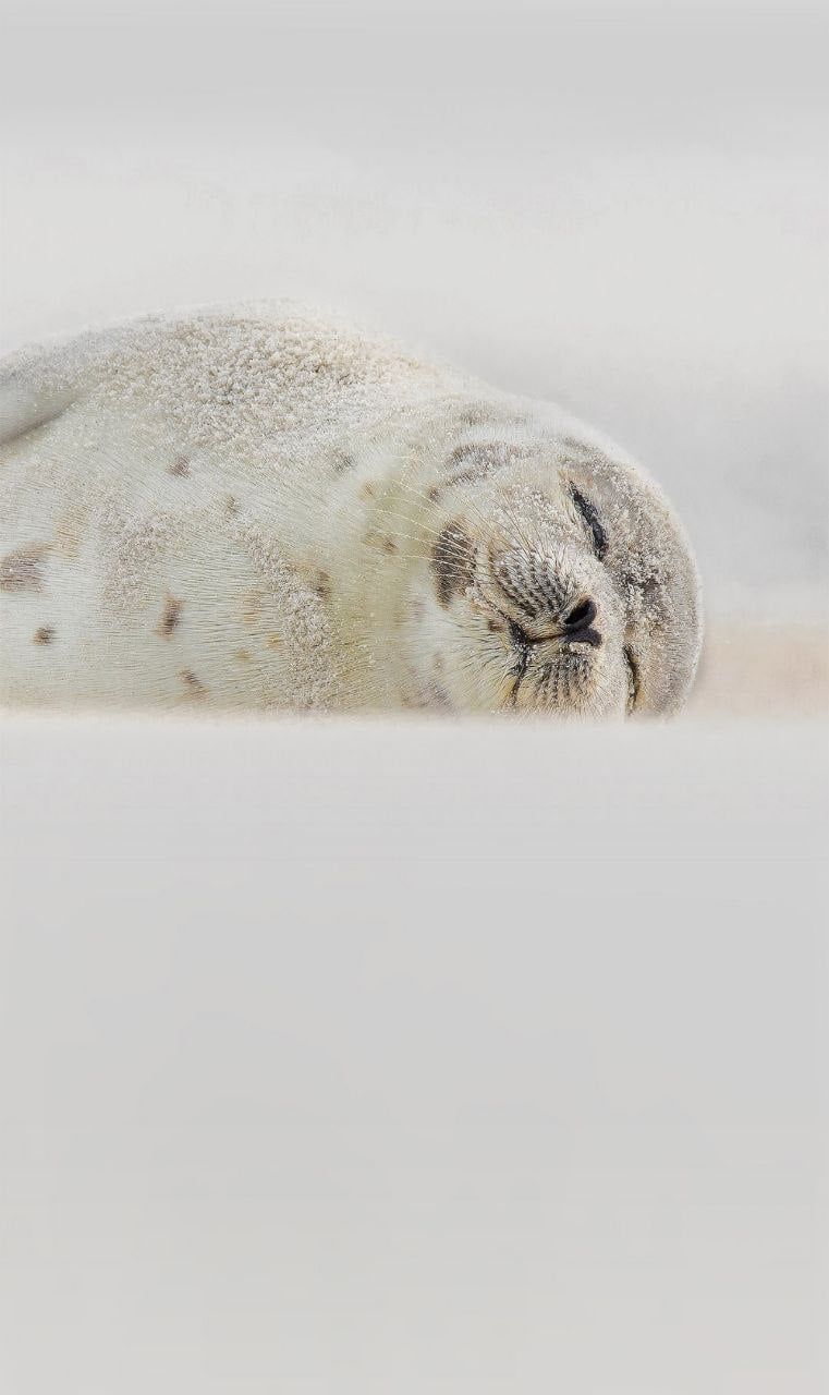 761x1280 The Best Phone Wallpaper (Microsoft Wallpaper) : R Seals on WallpaperBat