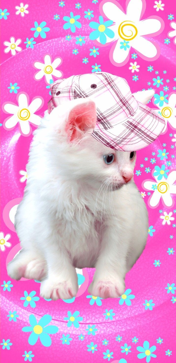 Kitten Pink Wallpapers 4k Hd Kitten Pink Backgrounds On Wallpaperbat