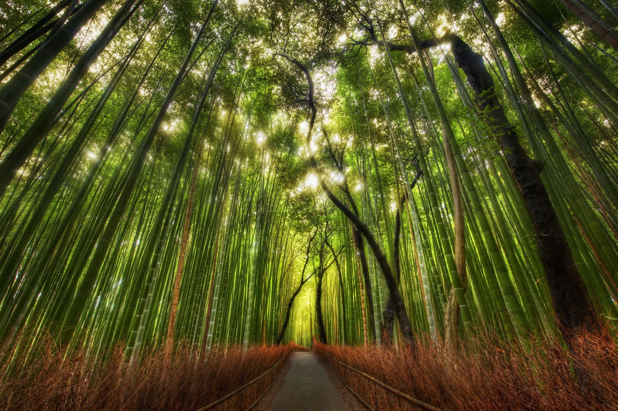 Soothing view, bamboo water feature, trickling peacefully in Zen