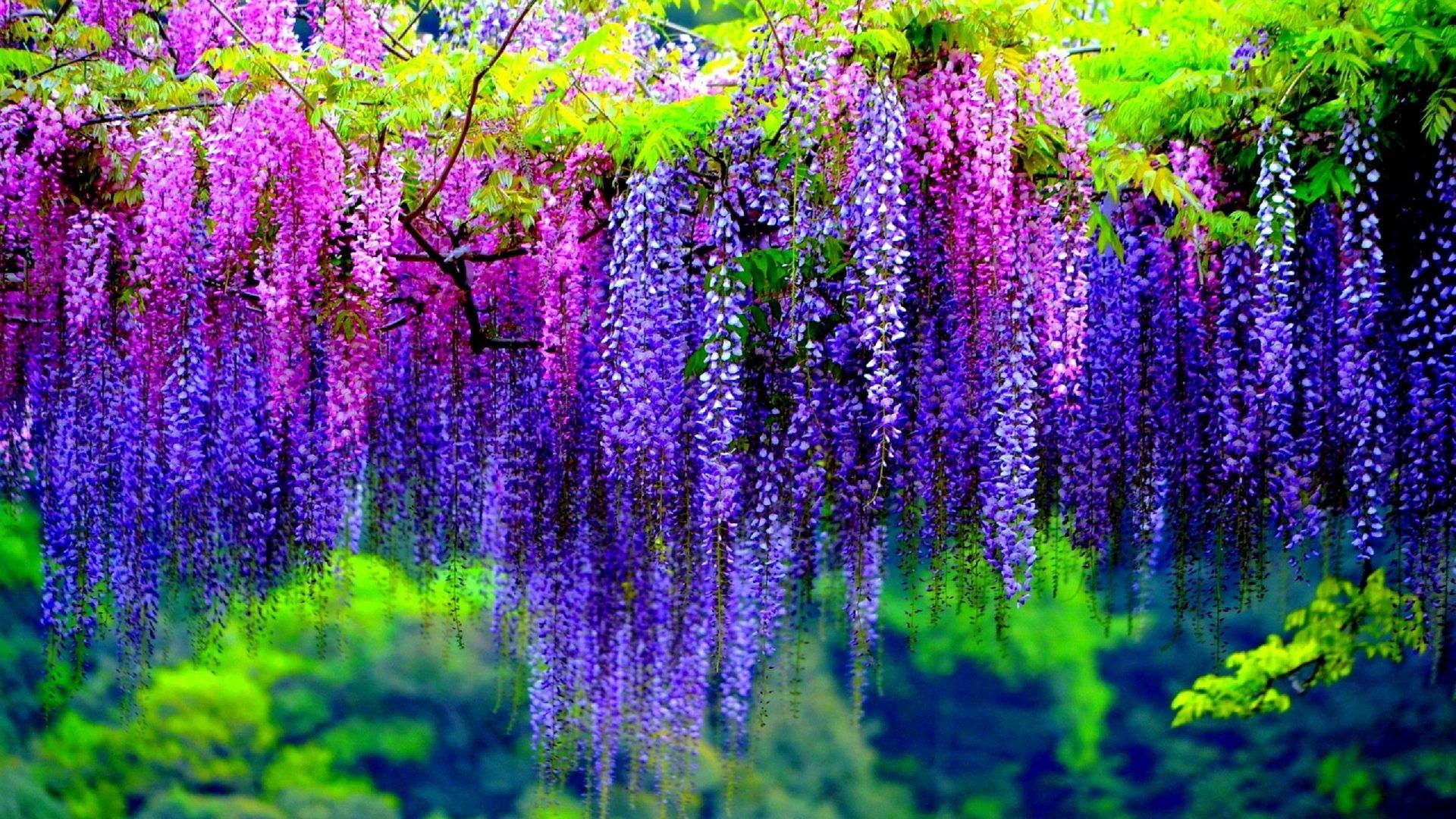 1920x1080 Wisteria Tree Wallpaper