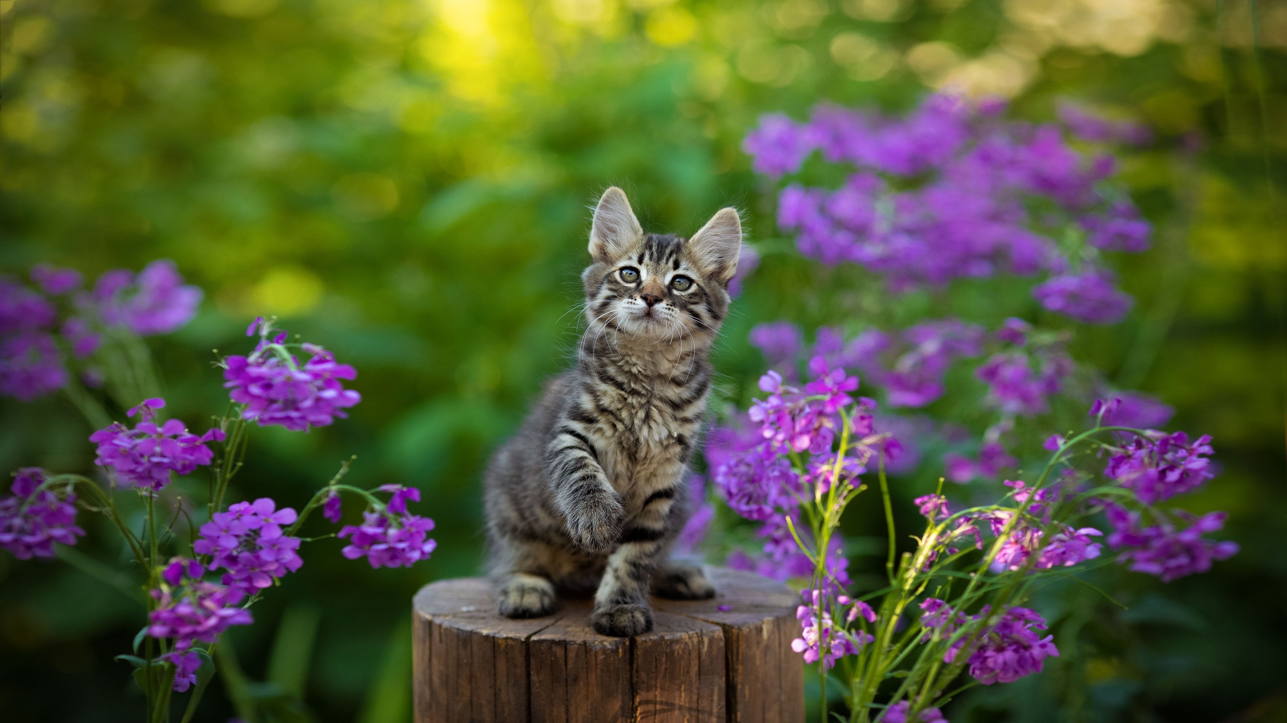 Kitten Flower Wallpapers 4k Hd Kitten Flower Backgrounds On Wallpaperbat