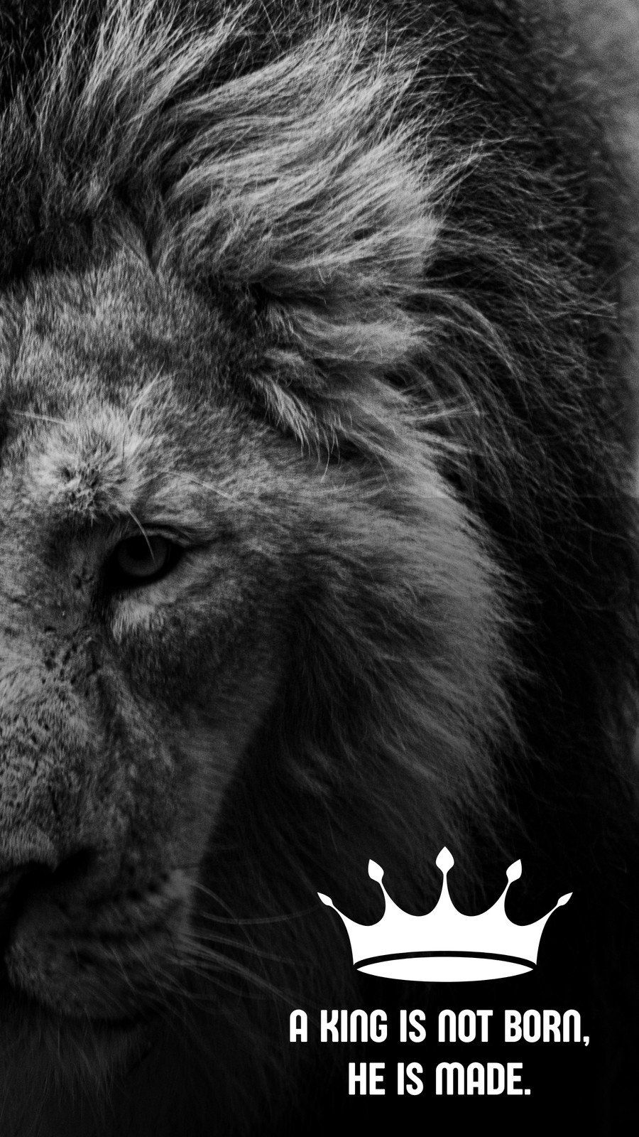 Black and White Lion Wallpapers - 4k, HD Black and White Lion