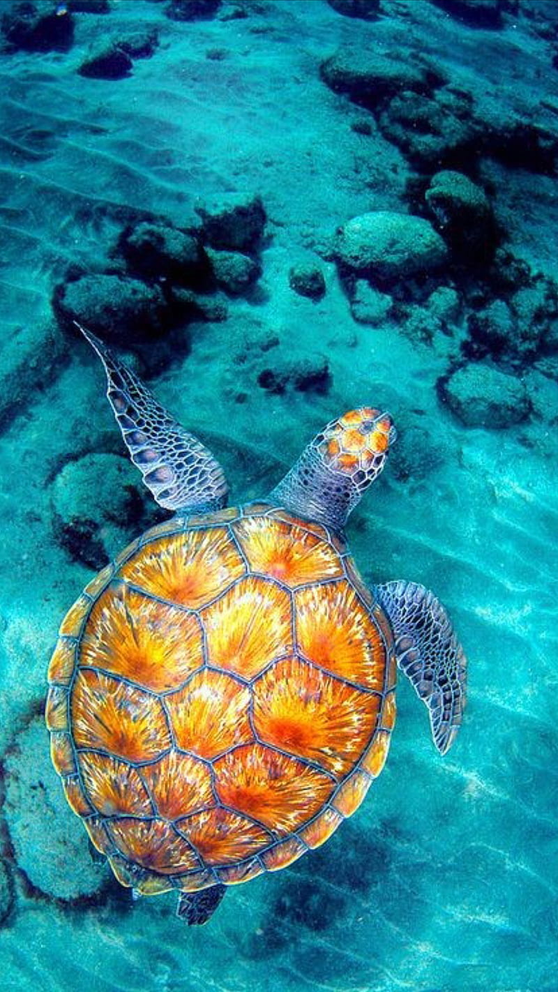 800x1422 Turtle, animal, beach, blue, creatures, ocean, sea, turtles, HD phone  wallpaper | Peakpx Wallpaper