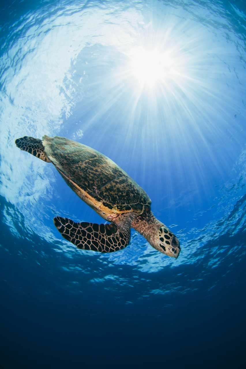 Sea Tortoise Wallpapers - 4k, HD Sea Tortoise Backgrounds on WallpaperBat