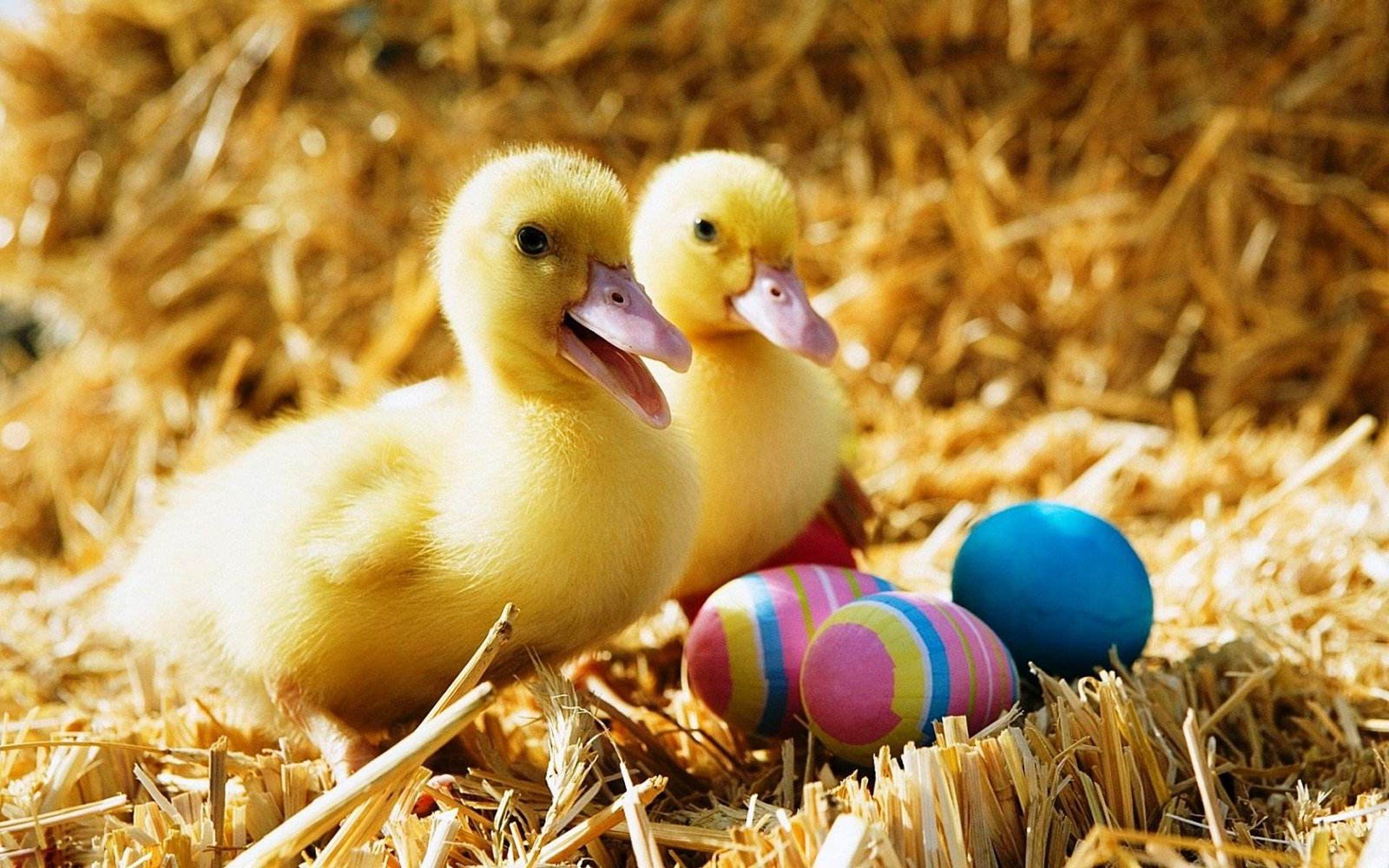 Easter Ducks Wallpapers - 4k, HD Easter Ducks Backgrounds on WallpaperBat