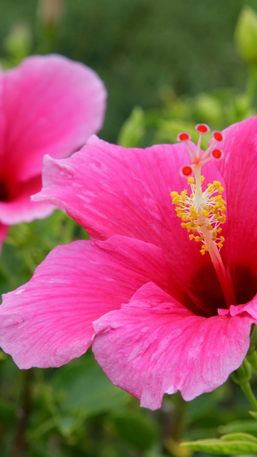 Hawaii Flowers Wallpapers 4k HD Hawaii Flowers Backgrounds On 96458 Hawaii Flowers