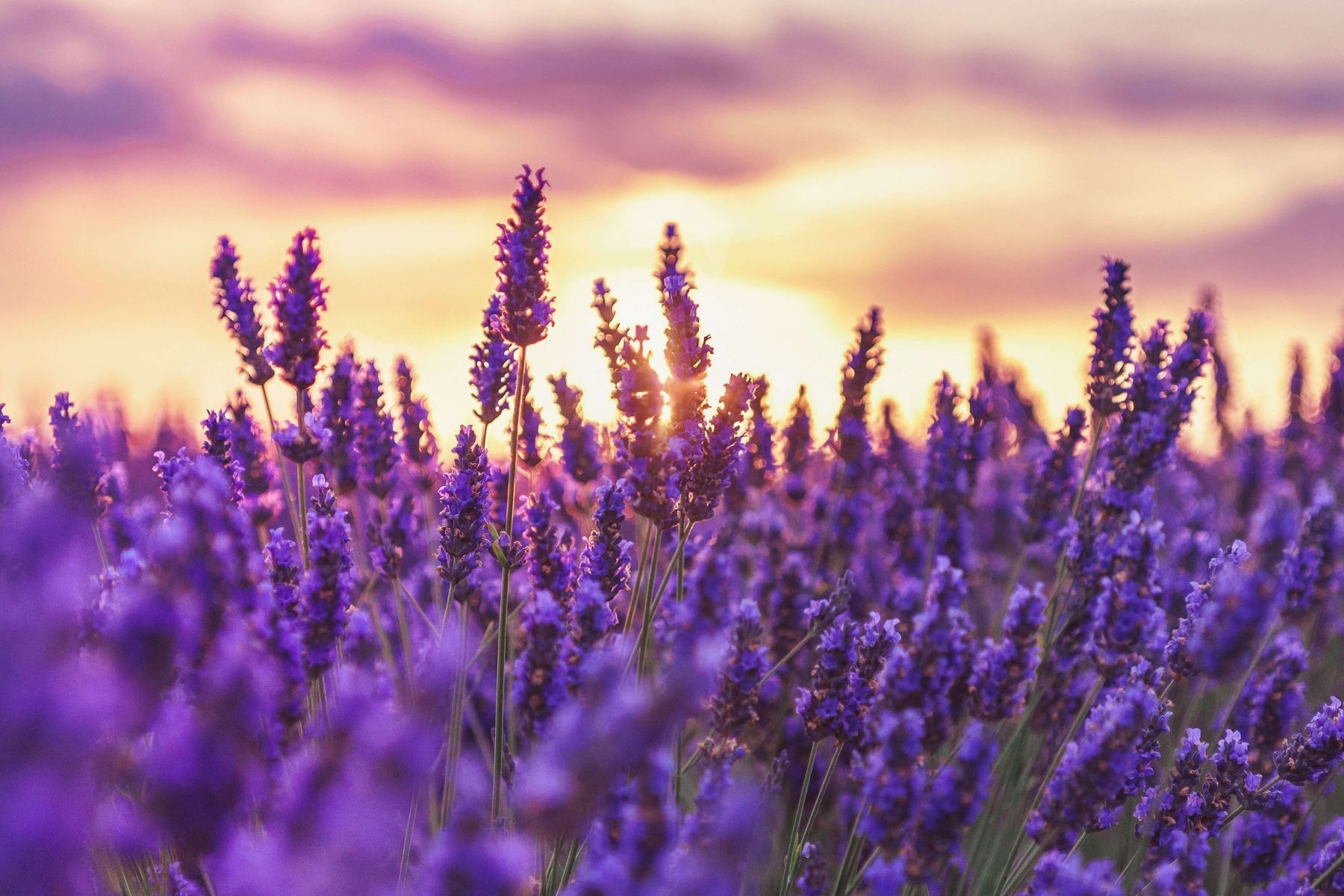 French Lavender Flower Wallpapers - 4k, HD French Lavender Flower ...