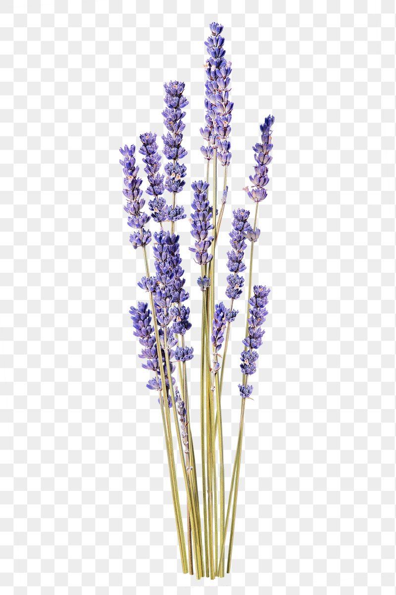 French Lavender Flower Wallpapers - 4k, HD French Lavender Flower ...