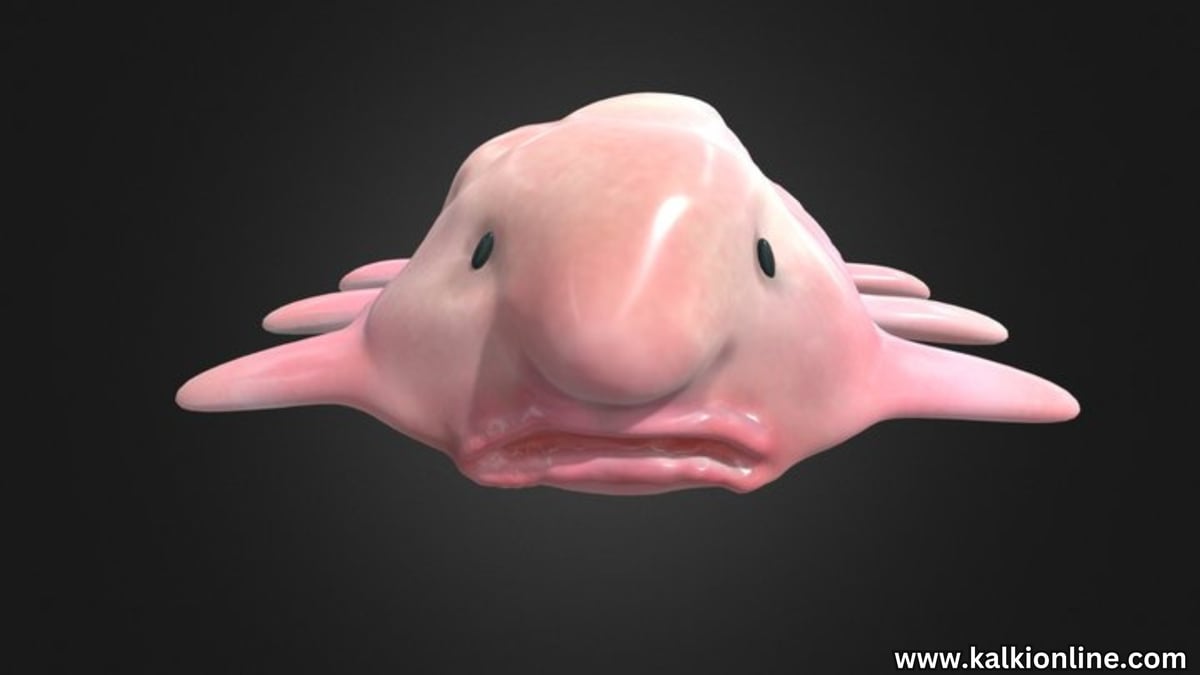 Blobfish Wallpapers - 4k, HD Blobfish Backgrounds on WallpaperBat