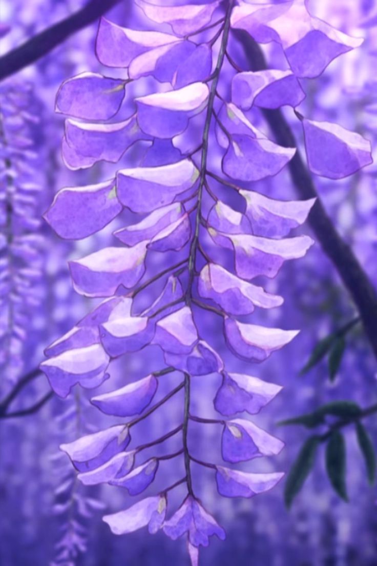 Wisteria Wallpapers - 4k, HD Wisteria Backgrounds on WallpaperBat