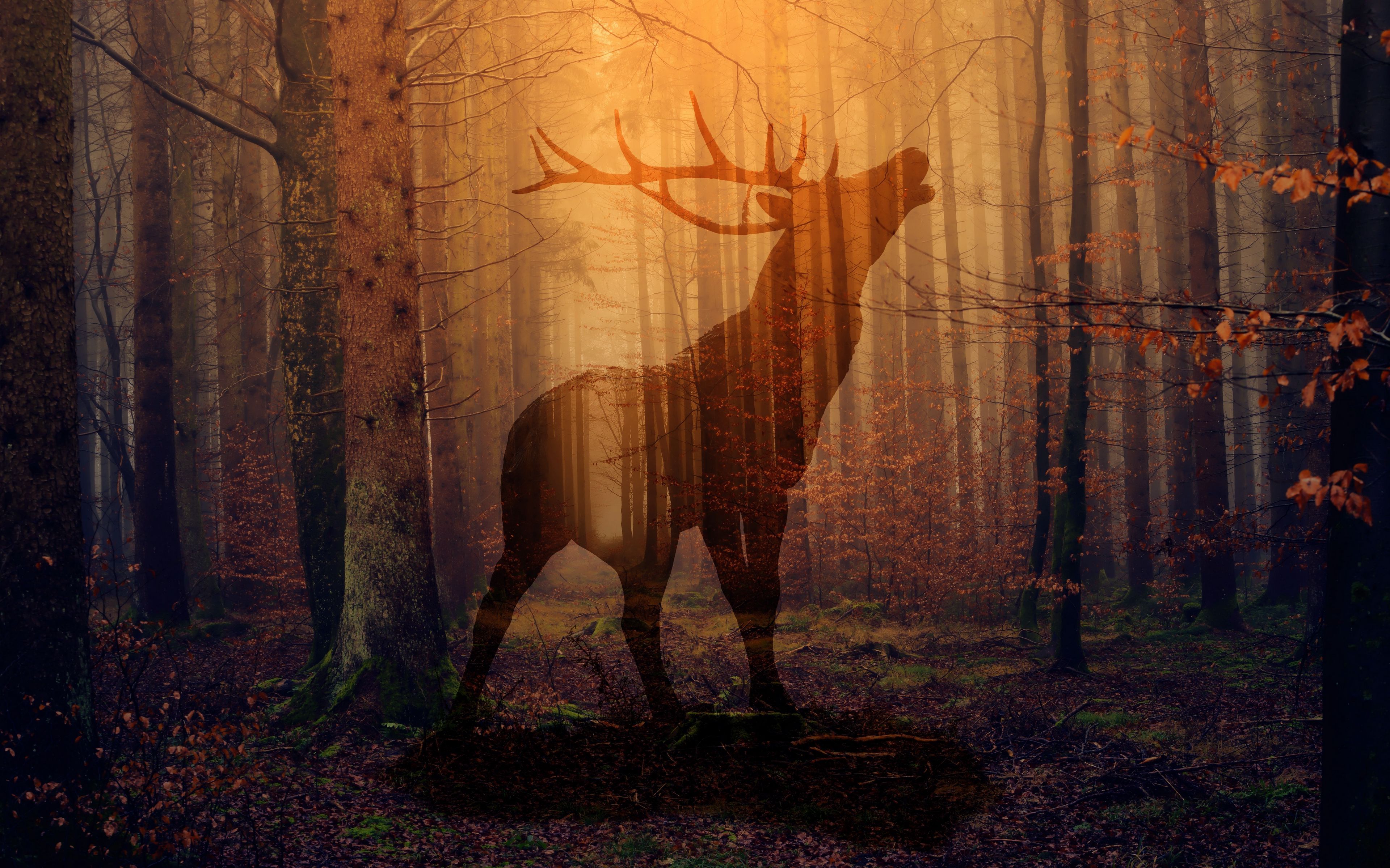 Deer In Forest Wallpapers - 4k, HD Deer In Forest Backgrounds on ...