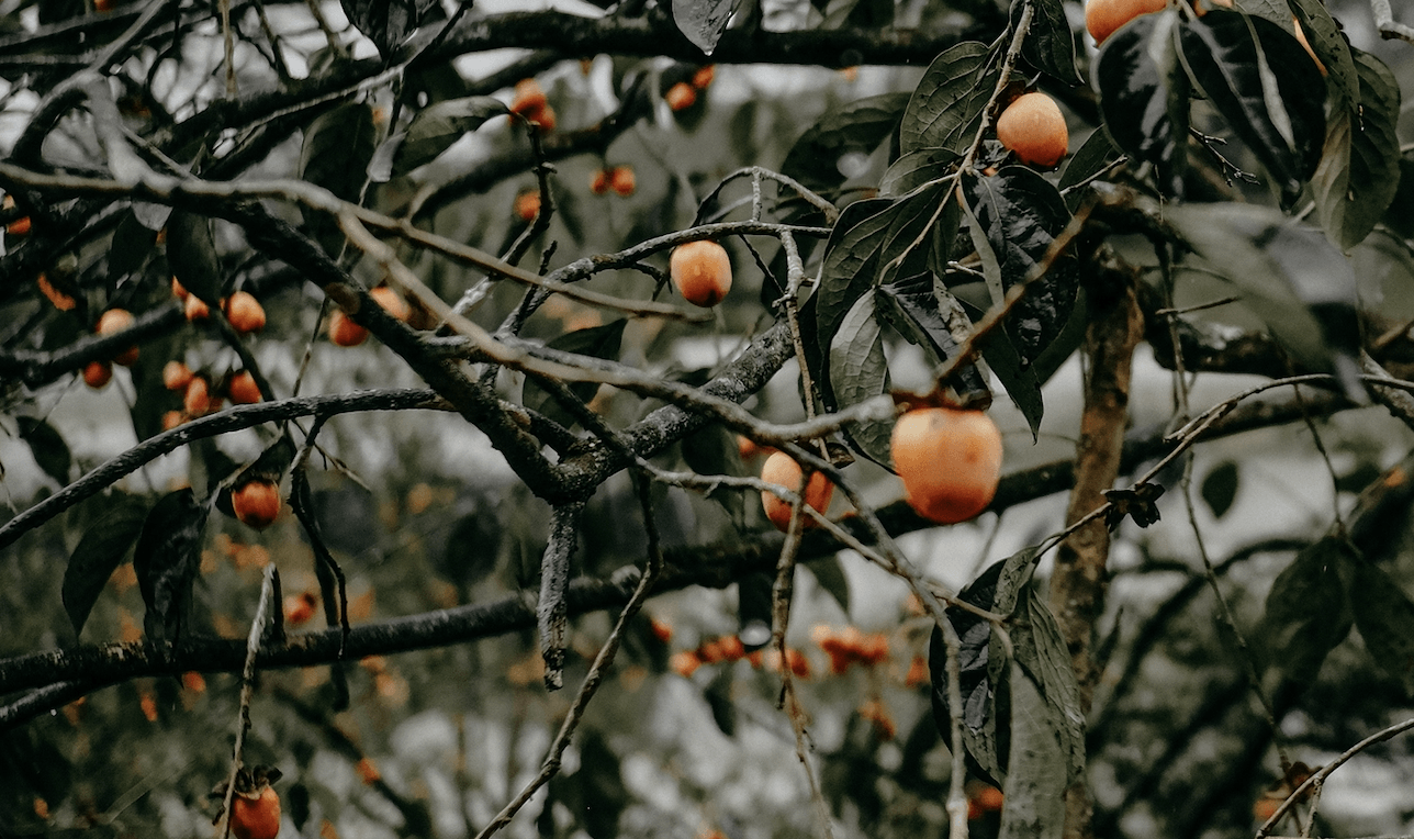 Persimmon Wallpapers - 4k, HD Persimmon Backgrounds on WallpaperBat