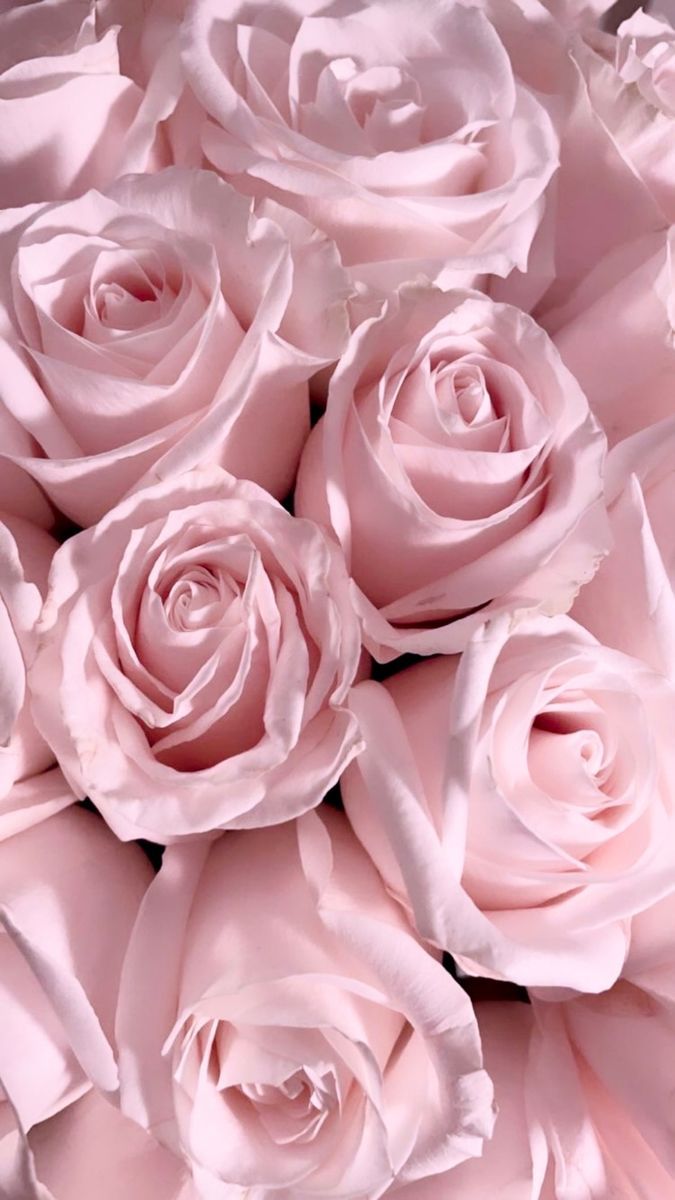 Light Pink Roses Wallpapers - 4k, HD Light Pink Roses Backgrounds on ...