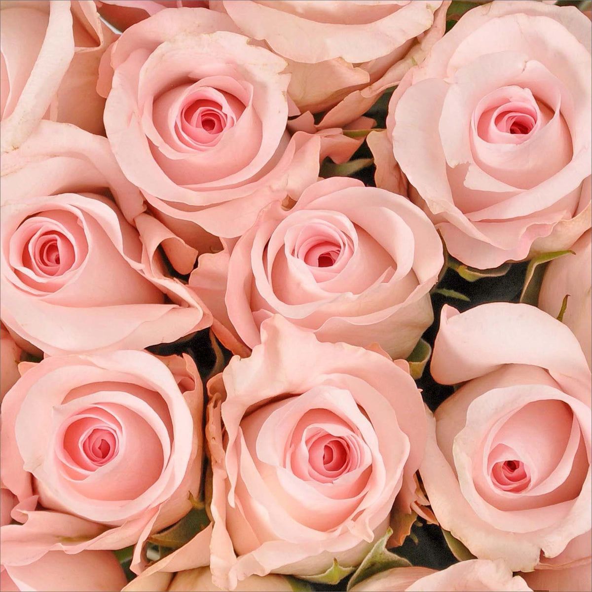 light-pink-roses-wallpapers-4k-hd-light-pink-roses-backgrounds-on