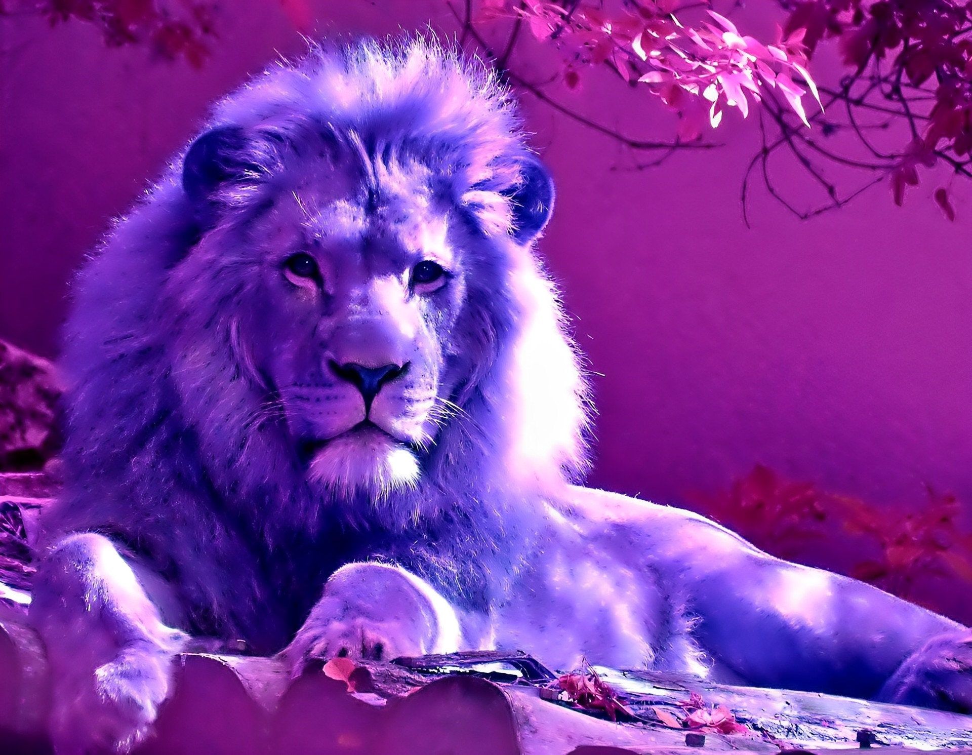 Purple Lion Wallpapers - 4k, HD Purple Lion Backgrounds on WallpaperBat