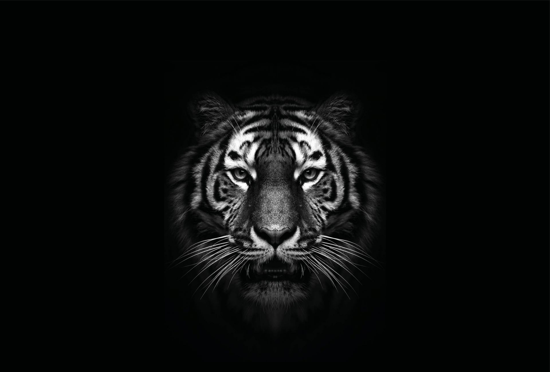 Dark Tiger Wallpapers - 4k, Hd Dark Tiger Backgrounds On Wallpaperbat