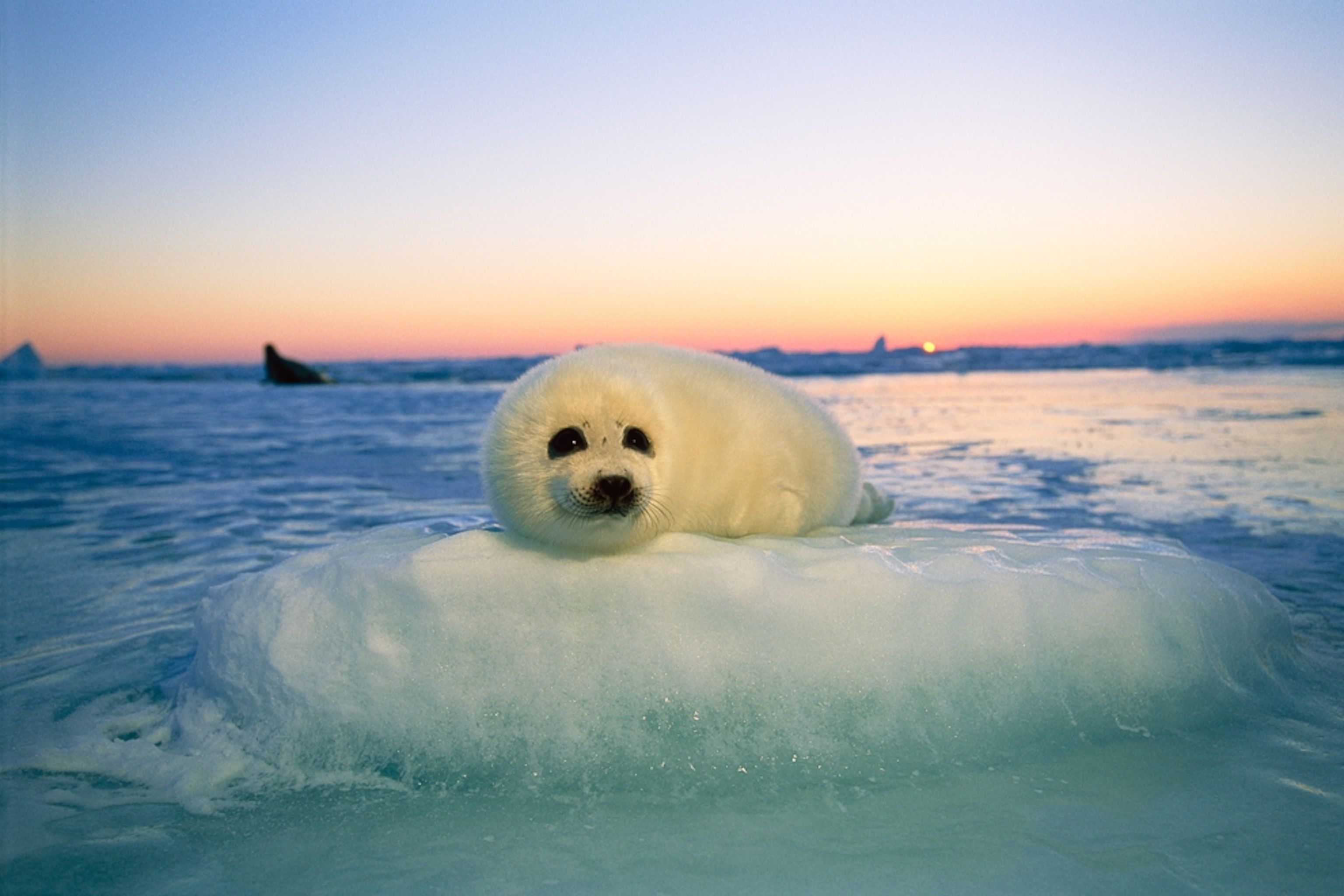 Seal перевод. Кольчатая Нерпа Белек. Байкальская Нерпа Белек. Белёк детеныш тюленя. Белек нерпы.