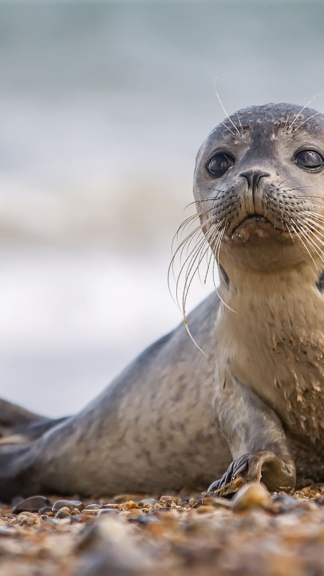 Seal. Каспийская Нерпа. Каспийская Нерпа (pusa caspica). Каспийская Нерпа красная книга. Каспийский тюлень