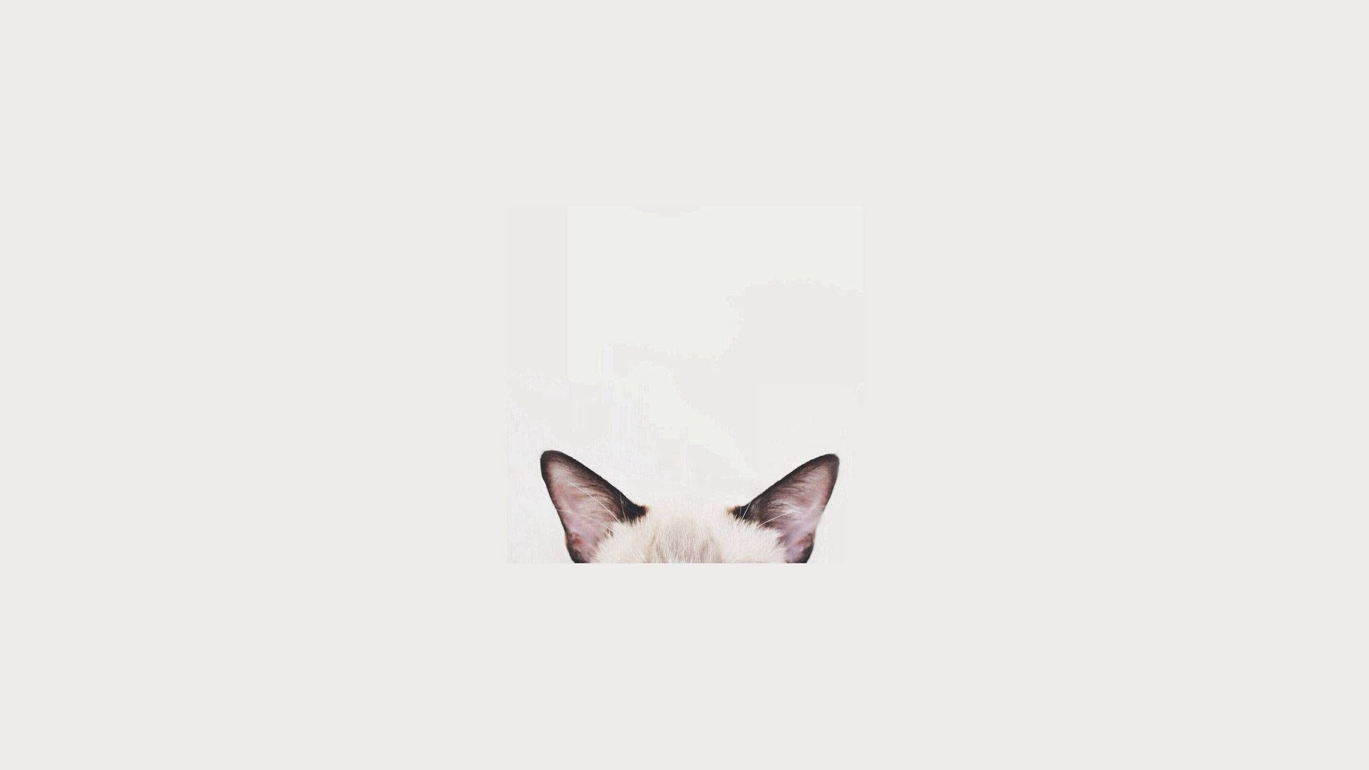 Minimalist Cat Wallpapers - 4k, HD Minimalist Cat Backgrounds on ...