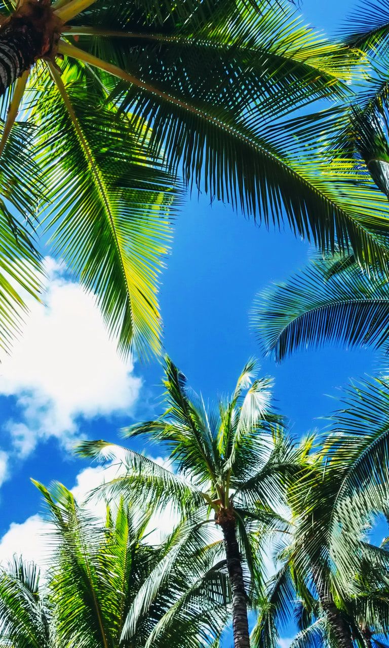 768x1280 Fantastic look at palm trees on Waikiki beach, Hawaii, United States - Beach  Wallpapers Wallpaper