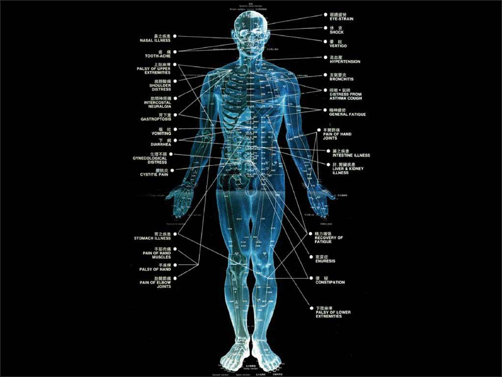 Human biology. Человек биология. Арт человек биология. База знаний по биологии человека. Биология правильный человек.