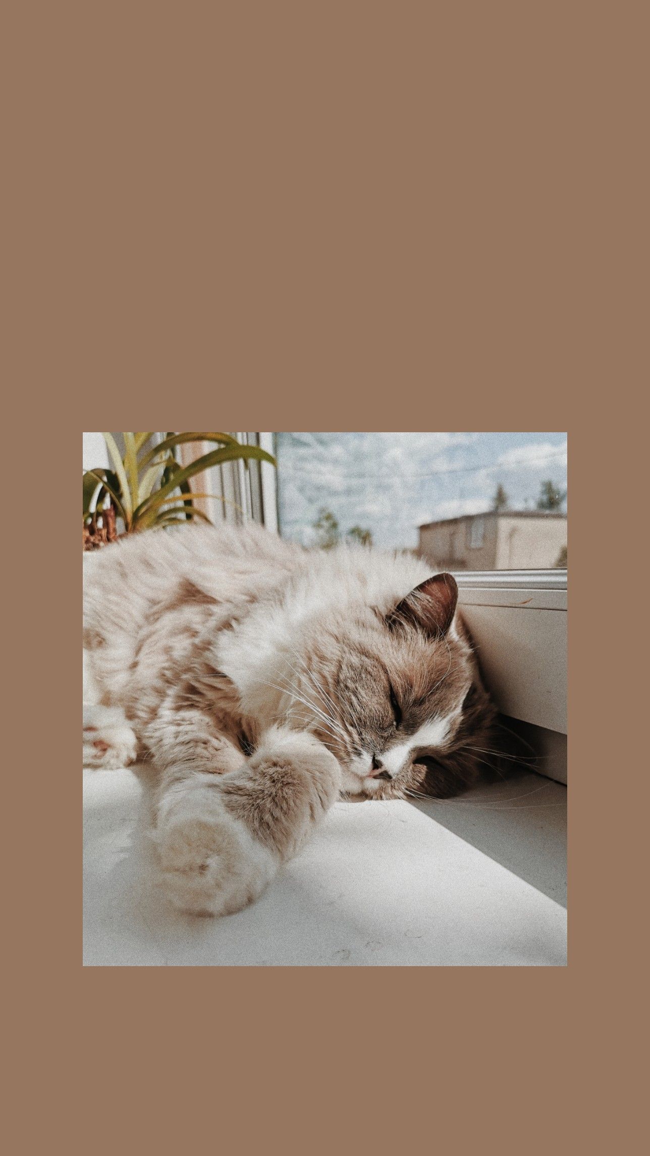 Aesthetic Cat Wallpapers - 4k, HD Aesthetic Cat Backgrounds on WallpaperBat