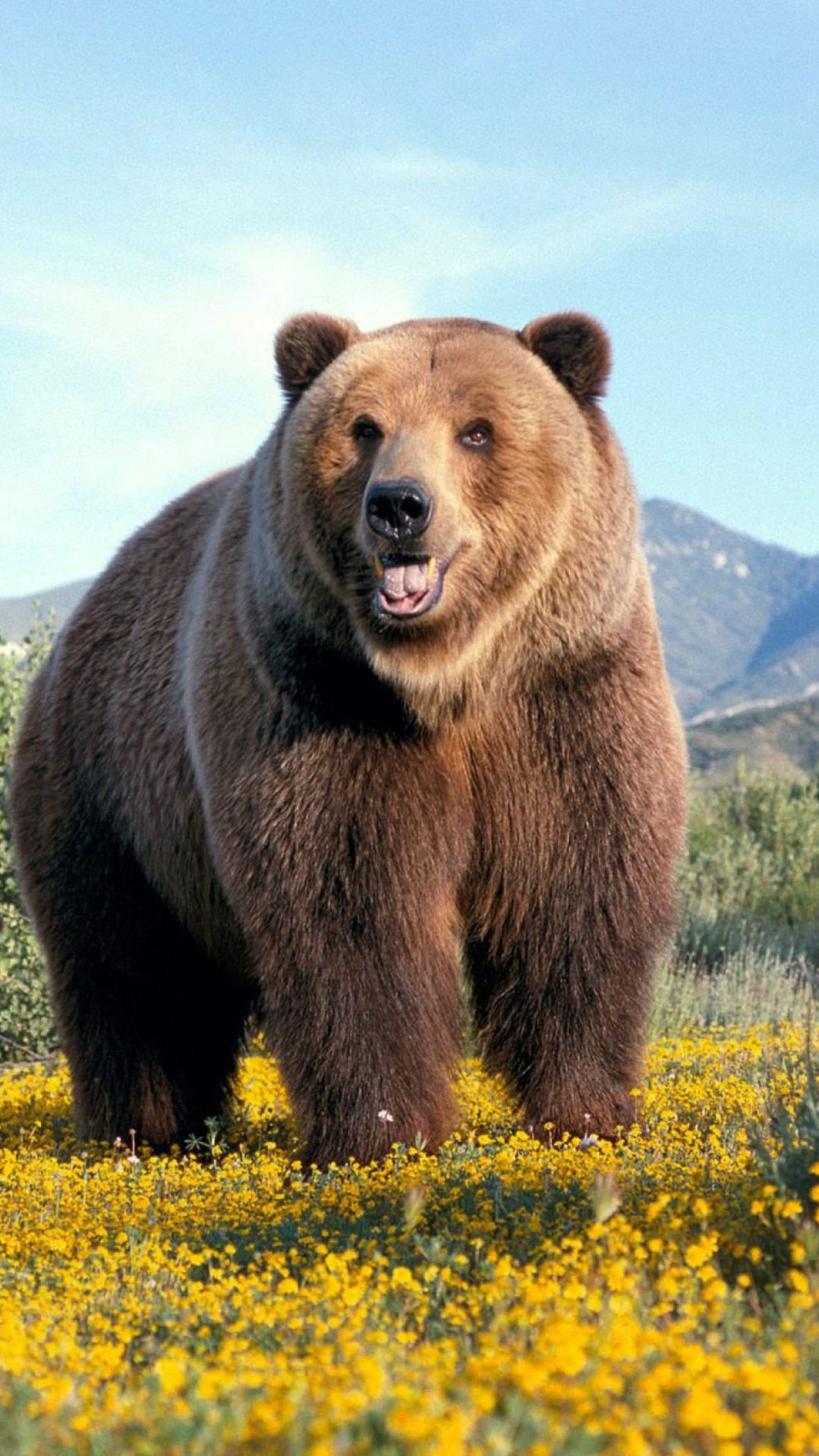 Big grizz