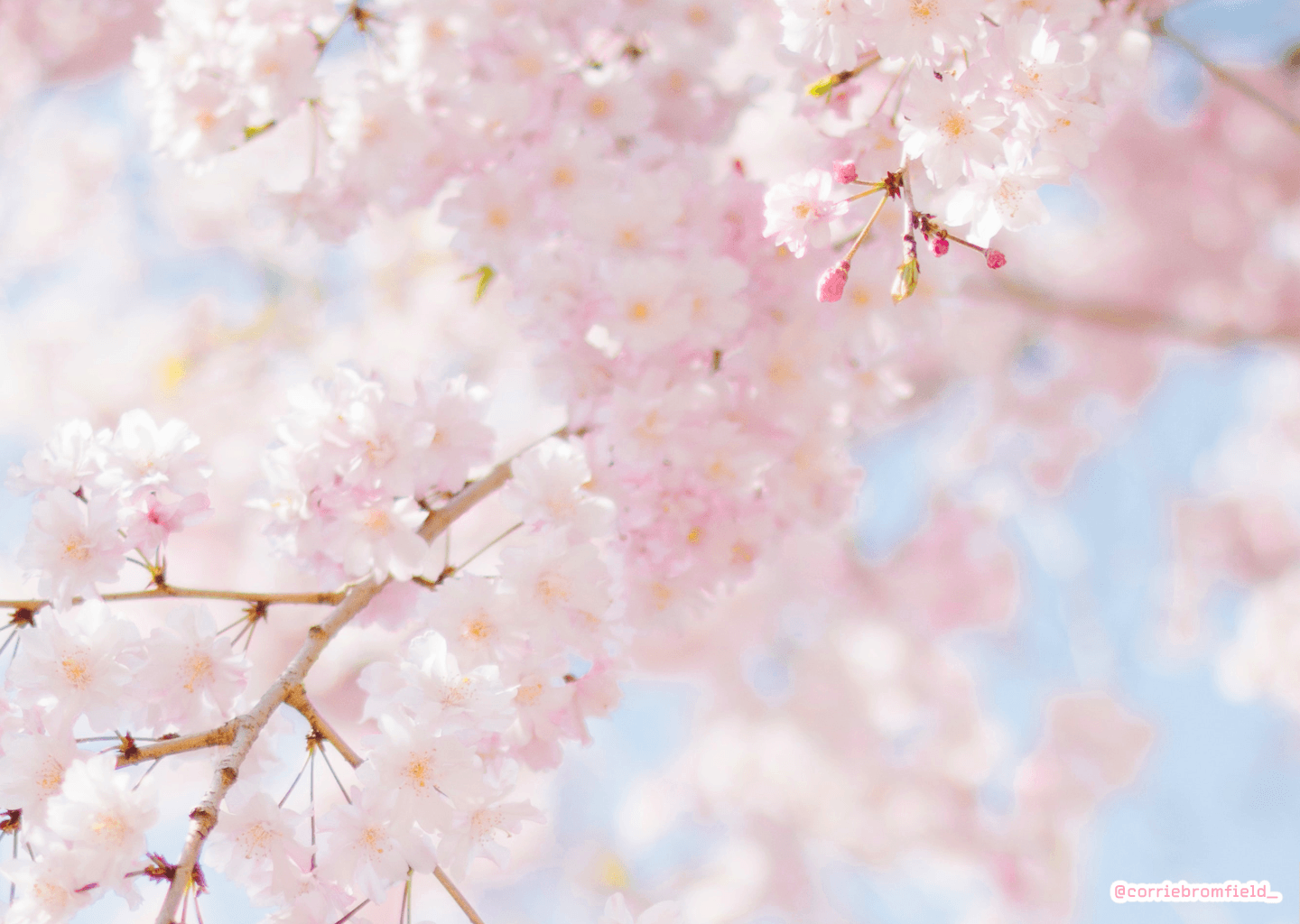 Spring PC Wallpapers - 4k, HD Spring PC Backgrounds on WallpaperBat