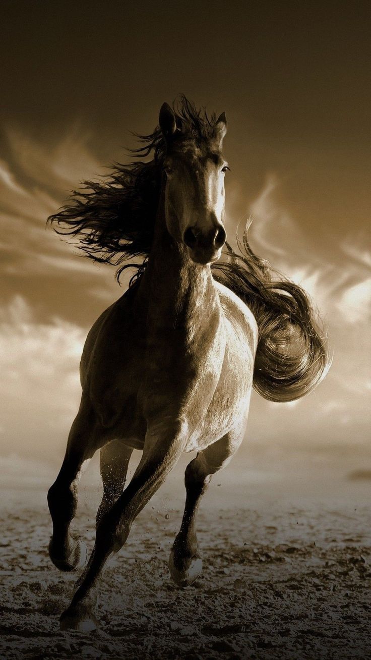 Mustang Horse Wallpapers - 4k, HD Mustang Horse Backgrounds on WallpaperBat