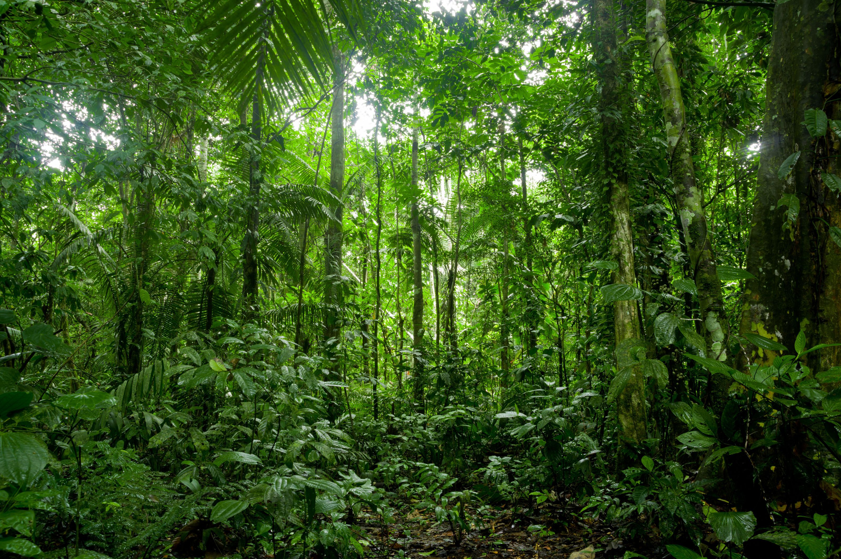 Tropical rainforest перевод. Южная Америка Сельва лианы. Сельва амазонки, Южная Америка. Верхний ярус тропического леса. Тайга джунгли Сельва.