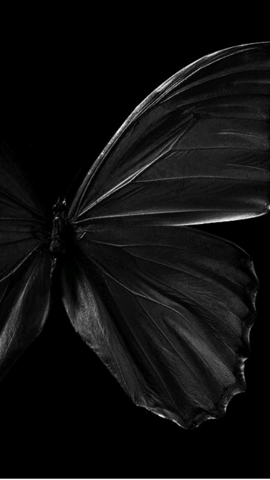 Black Butterfly Wallpapers - 4k, HD Black Butterfly Backgrounds on ...