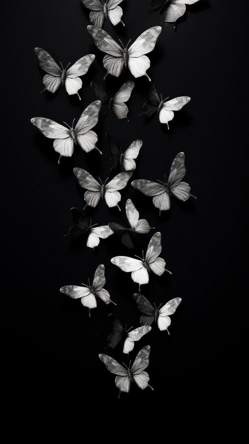 Black Butterfly Wallpapers - 4k, HD Black Butterfly Backgrounds on ...