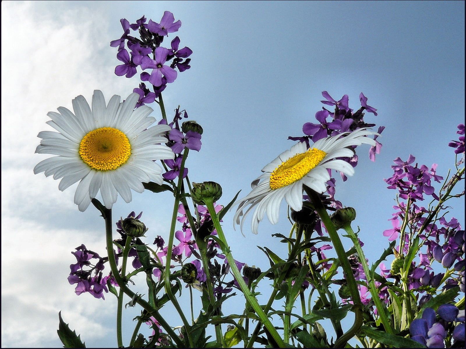 Daisy Field Wallpapers - 4k, HD Daisy Field Backgrounds on WallpaperBat