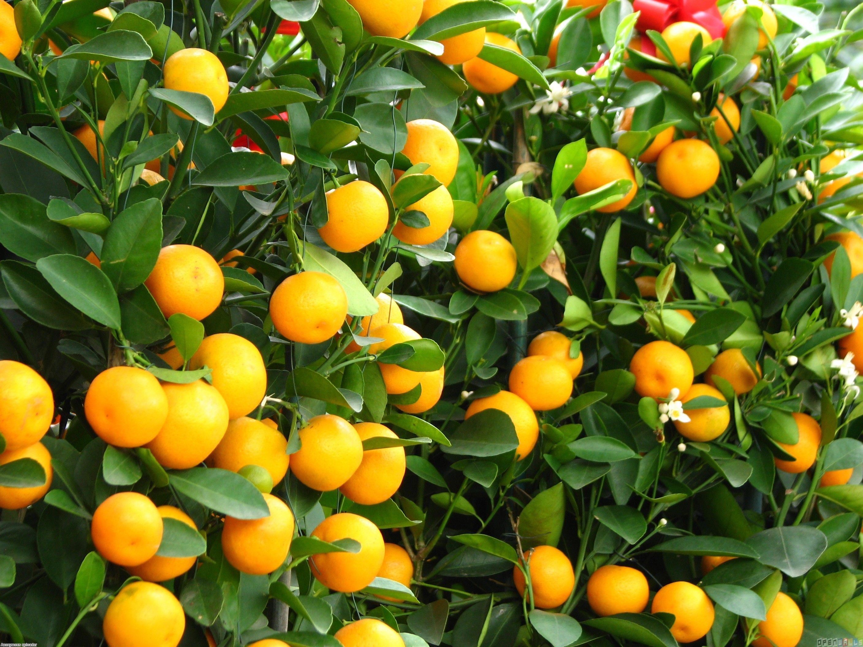 Мандарин 36. Листья мандаринового дерева. Апельсины фен шуй. Цитрусы в зимнем саду. Мандарины по фен шуй.
