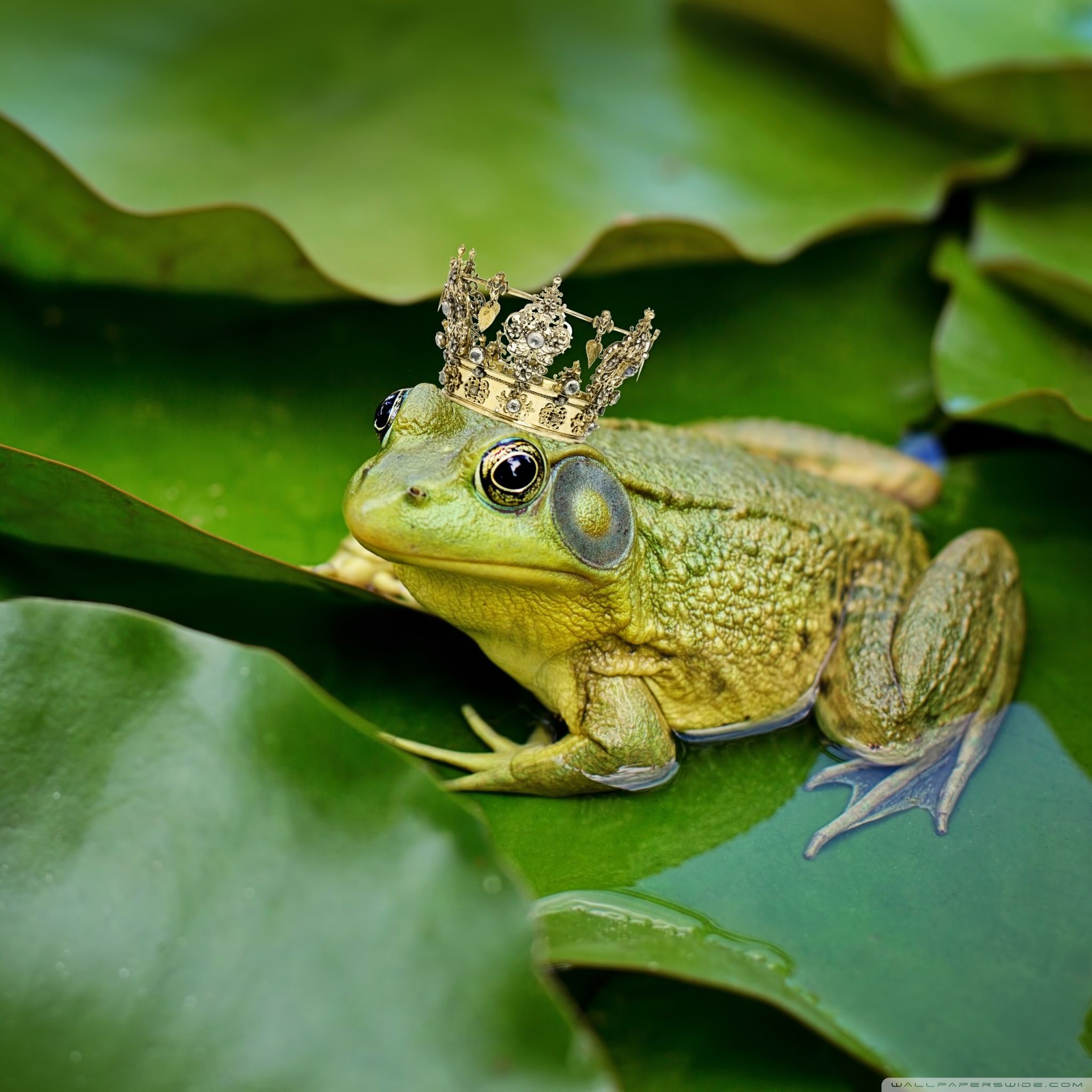 Cute Frog Wallpapers 4k Hd Cute Frog Backgrounds On Wallpaperbat